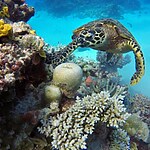 UNESCO World Heritage Sites Great Barrier Reef-sHEET2