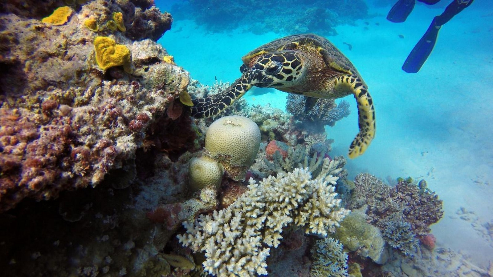 UNESCO World Heritage Sites Great Barrier Reef-sHEET2