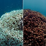 UNESCO World Heritage Sites Great Barrier Reef-sHEET6
