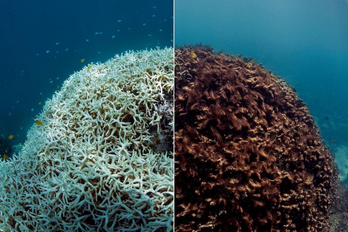 UNESCO World Heritage Sites Great Barrier Reef-sHEET6