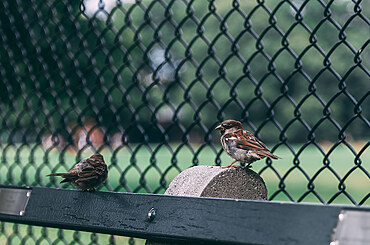 Why Welded Wire Panels Are Versatile Solutions for Durable Fencing