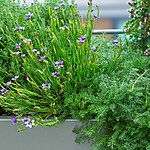 Clerkenwell Roof Garden by Mylandscapes LTD-Sheet2