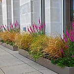 Bank Roof Garden Urban Biodiversity in the City by Mylandscapes LTD-Sheet2