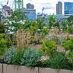 Bank Roof Garden Urban Biodiversity in the City by Mylandscapes LTD-Sheet8