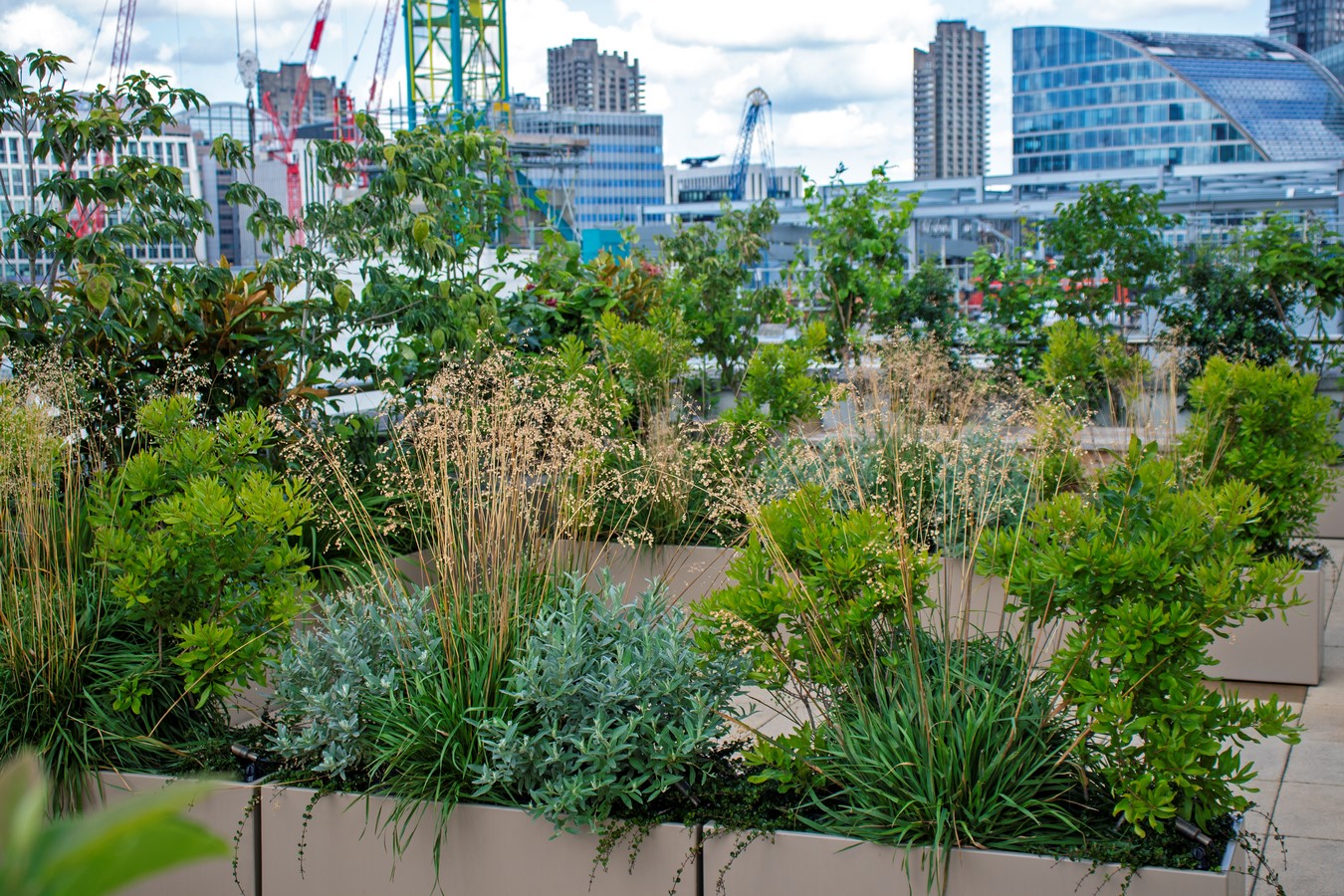 Bank Roof Garden Urban Biodiversity in the City by Mylandscapes LTD-Sheet8