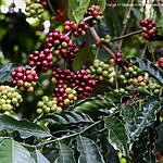 The Role of Architecture in Shaping Coffee Culture-Sheet1