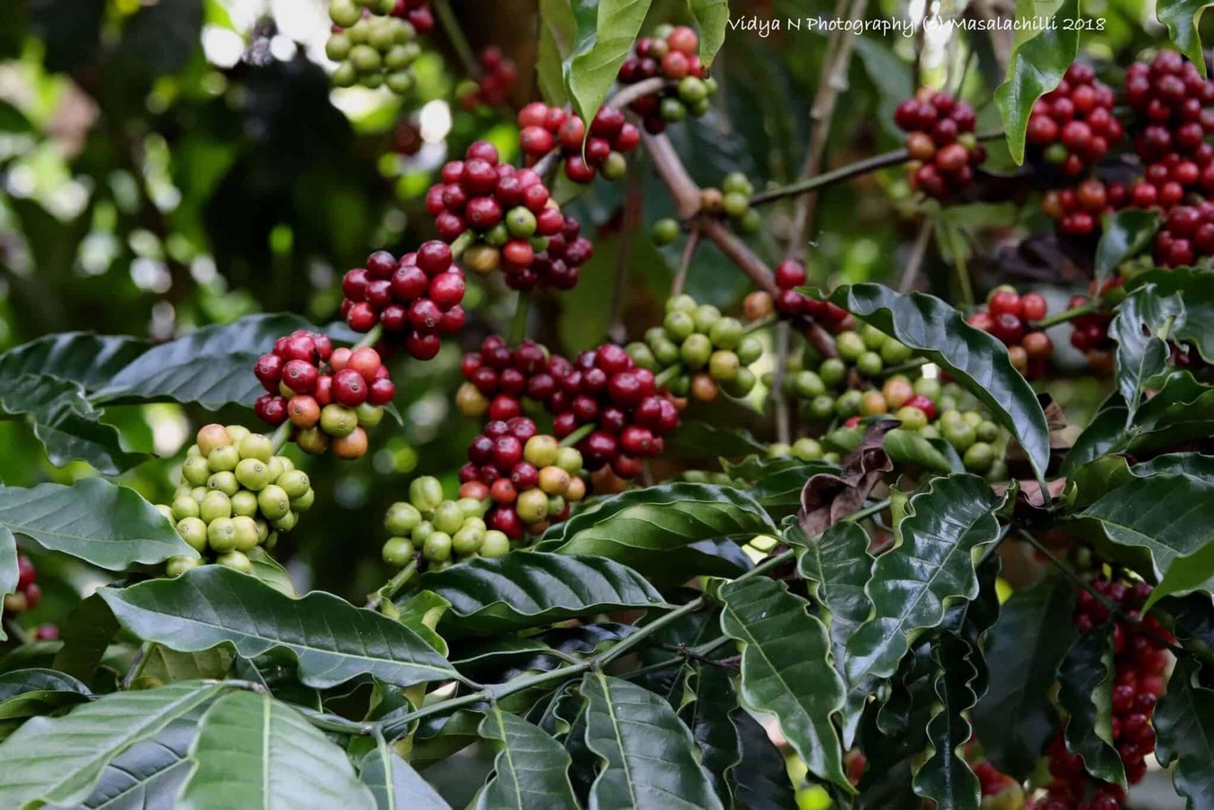 The Role of Architecture in Shaping Coffee Culture-Sheet1