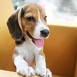 Pet-Friendly Public Spaces A Pet Owner's Dream for Urban Life-Sheet1