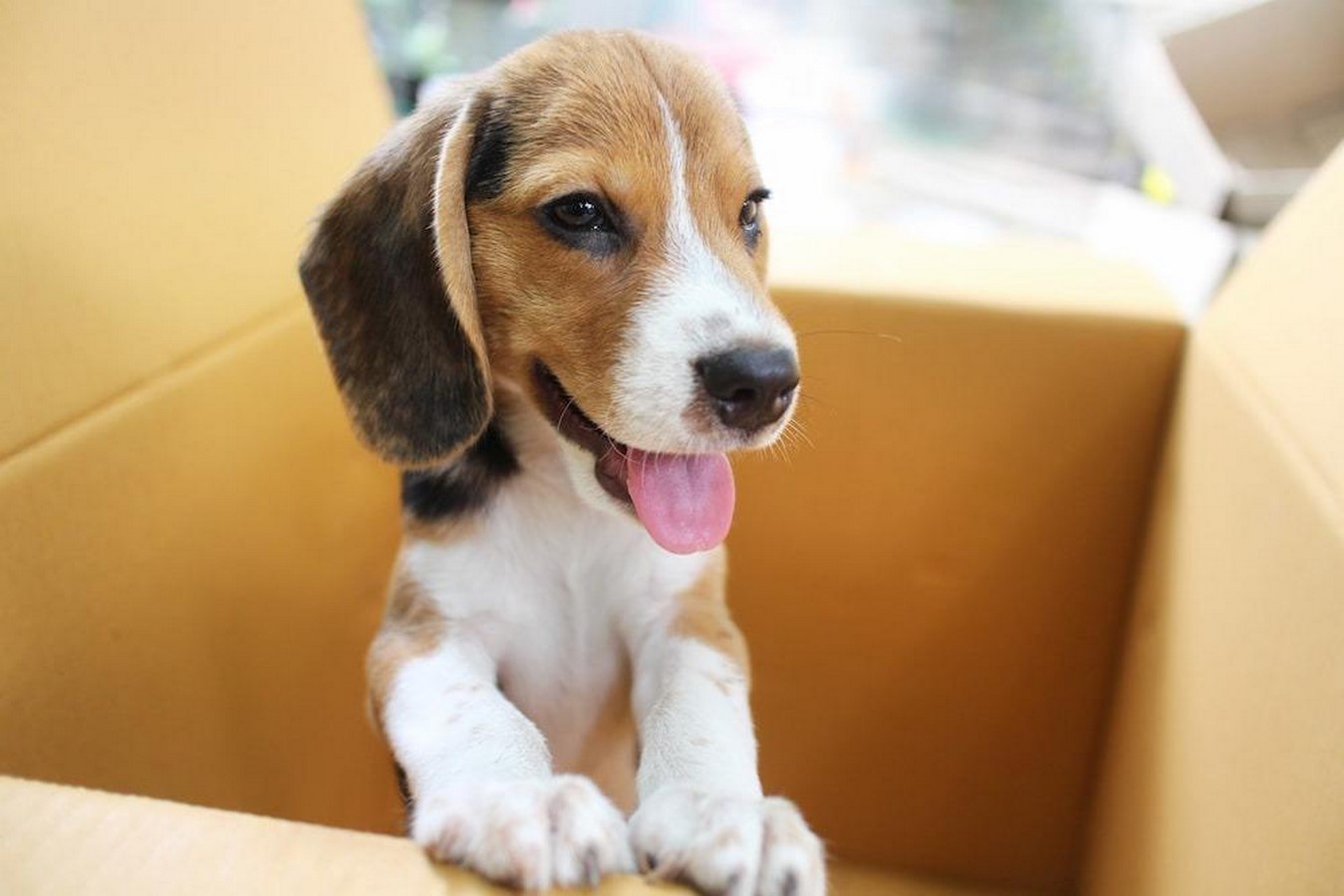 Pet-Friendly Public Spaces A Pet Owner's Dream for Urban Life-Sheet1