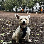 Pet-Friendly Public Spaces A Pet Owner's Dream for Urban Life-Sheet3
