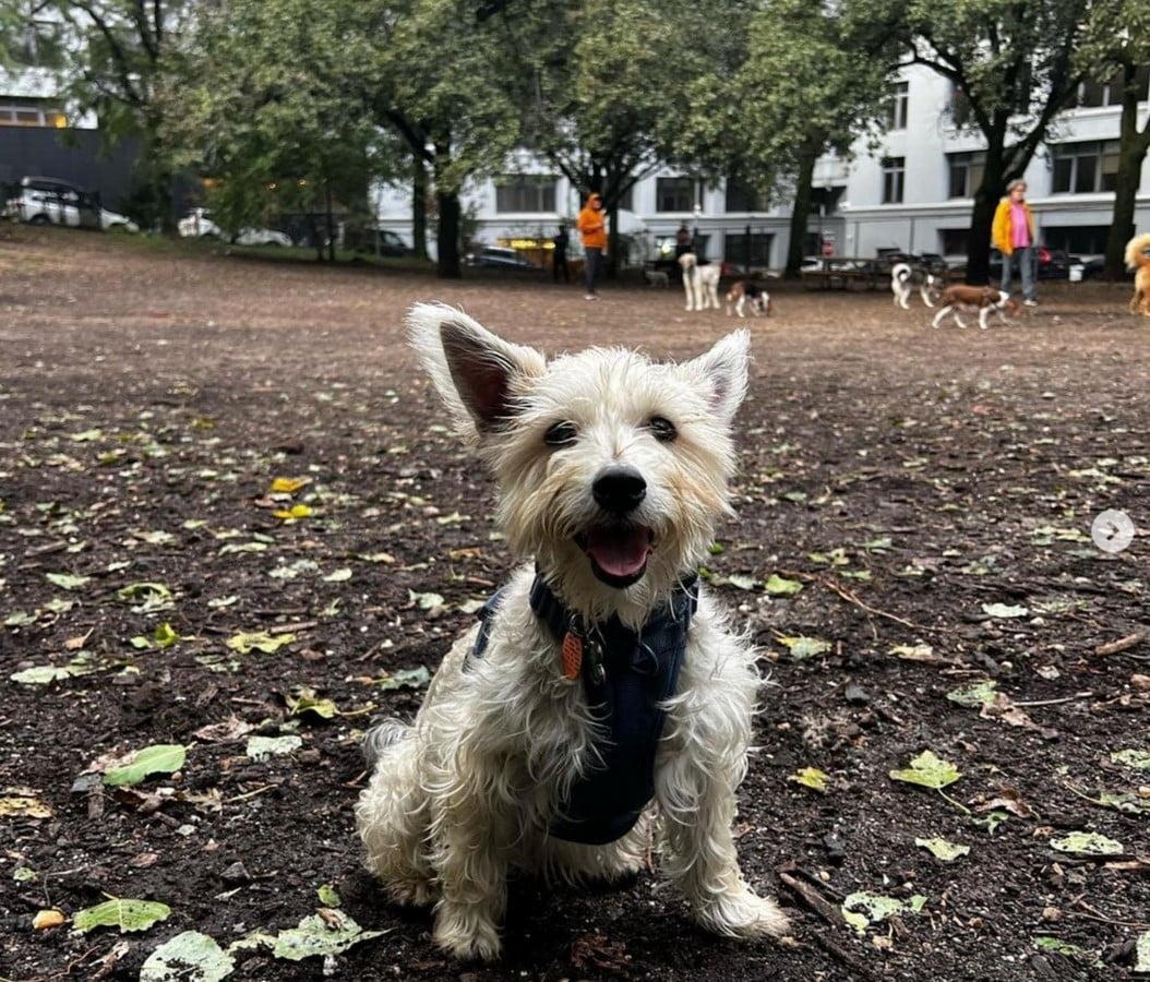 Pet-Friendly Public Spaces A Pet Owner's Dream for Urban Life-Sheet3