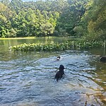 Pet-Friendly Public Spaces A Pet Owner's Dream for Urban Life-Sheet4