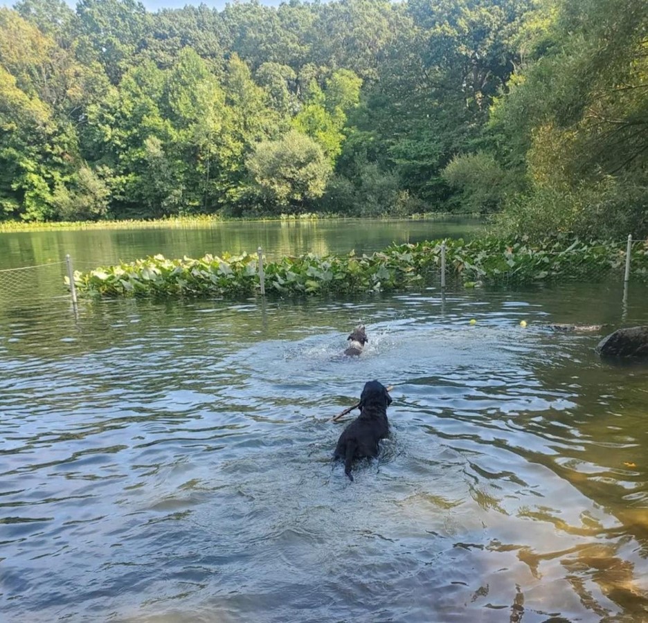 Pet-Friendly Public Spaces A Pet Owner's Dream for Urban Life-Sheet4