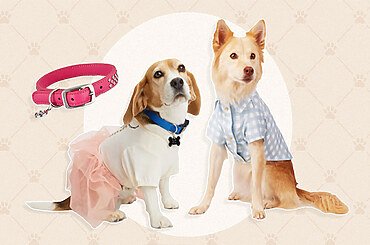 8 Outdoor Fashion Trends for Dogs