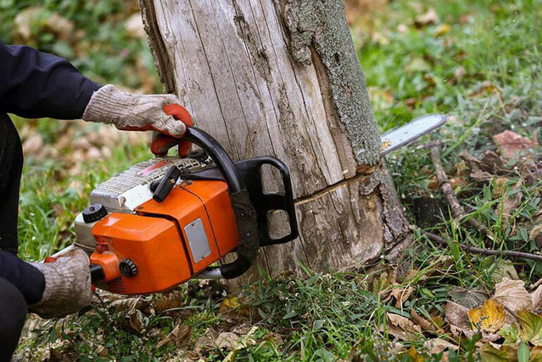 Tree Health Diagnosis: Signs You Need a Professional Tree Service