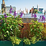 Holland Park Roof Garden by Mylandscapes LTD-Sheet5