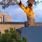 Covent Garden Rooftop Garden by Mylandscapes LTD-Sheet5