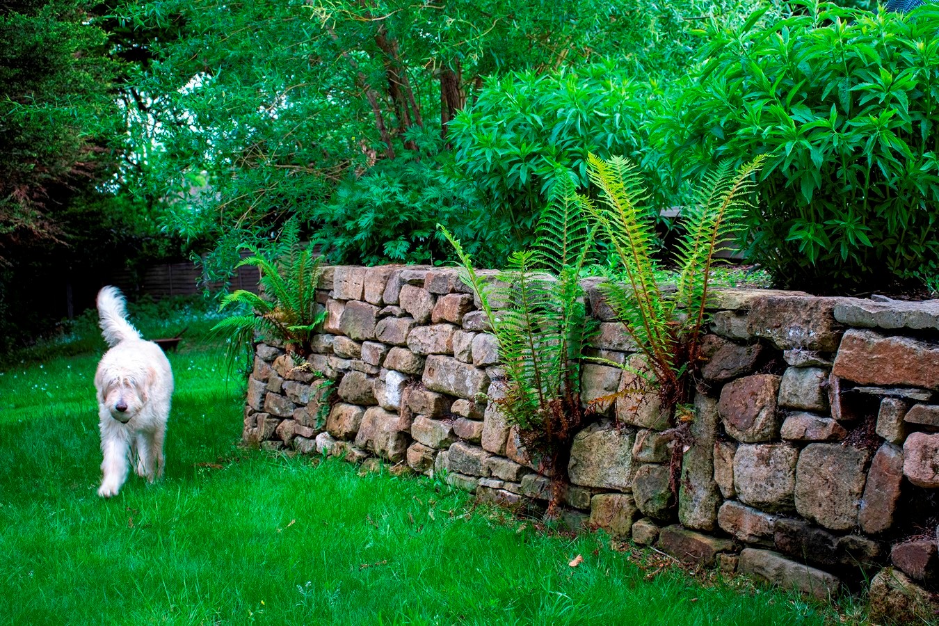 Whetstone Native Landscape Garden by Mylandscapes LTD-Sheet3