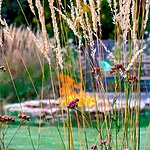 Whetstone Native Landscape Garden by Mylandscapes LTD-Sheet4
