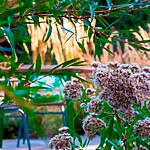 Whetstone Native Landscape Garden by Mylandscapes LTD-Sheet5
