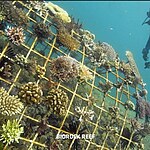Floating Cities and Biodiversity-Sheet5