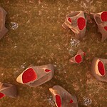 Giraffe Water Towers by ZOO Architects-Sheet3