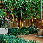 WOODEN TERRACE BESIDE HOUSE WITH TABLE AND CHAIRS PHYLLOSTACHYS VIVAX 'AUREOCALLIS' AND BOX. DESIGN : AMIR SCHLEZINGER/ MY LANDSCAPES-Sheet2