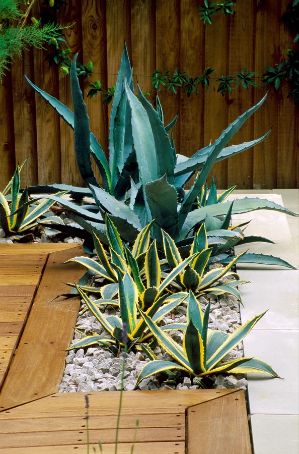 WOODEN TERRACE BESIDE HOUSE WITH TABLE AND CHAIRS PHYLLOSTACHYS VIVAX 'AUREOCALLIS' AND BOX. DESIGN : AMIR SCHLEZINGER/ MY LANDSCAPES-Sheet4