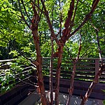 Highgate Roof Garden by Mylandscapes LTD-Sheet3