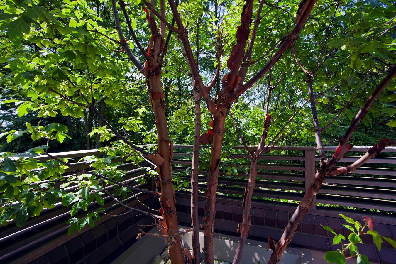 Highgate Roof Garden by Mylandscapes LTD-Sheet3
