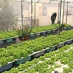 How might vertical farming and urban agriculture transform urban landscapes-Sheet1