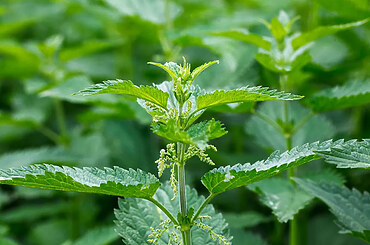 Stinging Nettle: From Weed to Wonder Plant