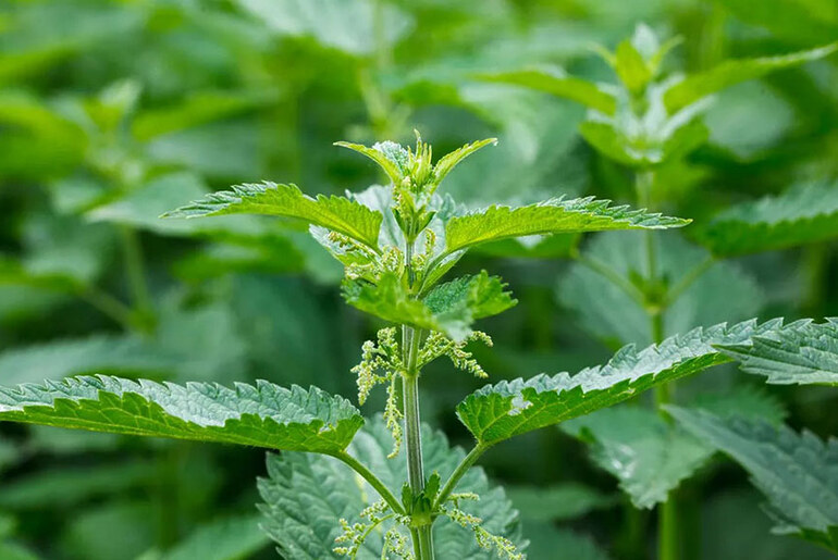Stinging Nettle: From Weed to Wonder Plant