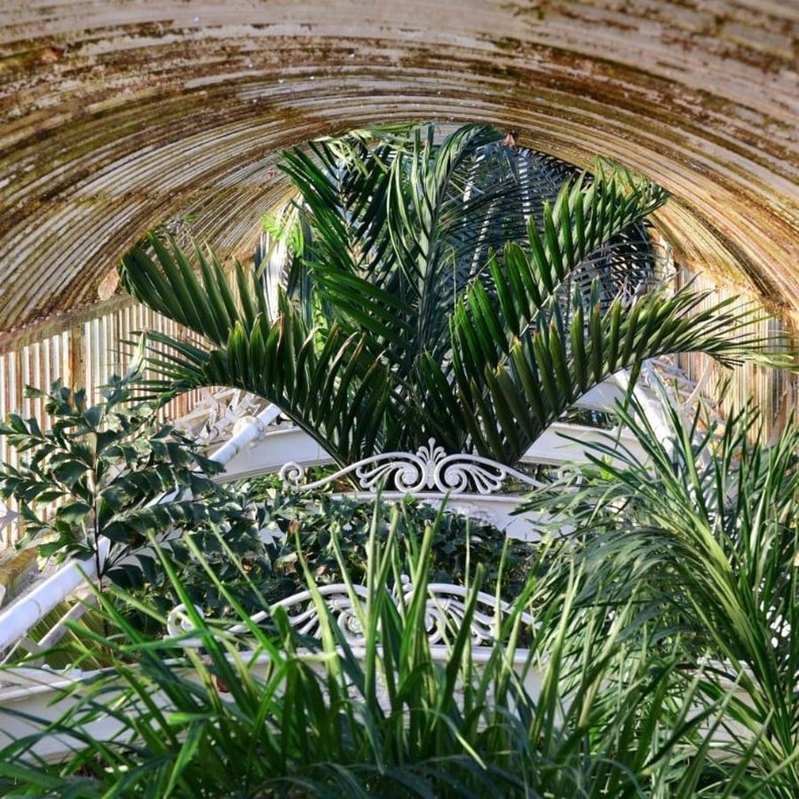Historic Glasshouse at Kew Gardens, London-Sheet21