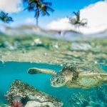 Floating Cities and Biodiversity-Sheet5