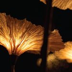 Victoria Lily A Sculptural Ode to Nature in Light by Oorjaa-Sheet3