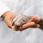 Sustainable Humane Design for Animals-Sheet3