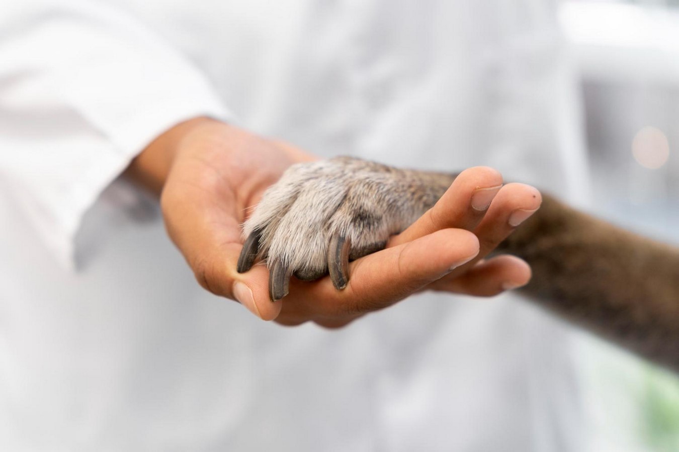 Sustainable Humane Design for Animals-Sheet3