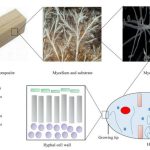 Biofabricated Materials-Sheet2