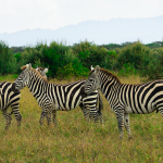 10 Reasons why every Architect should visit Kenya-Sheet17