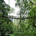 What if Trees Were Architects Designing with Nature’s Logic-Sheet10