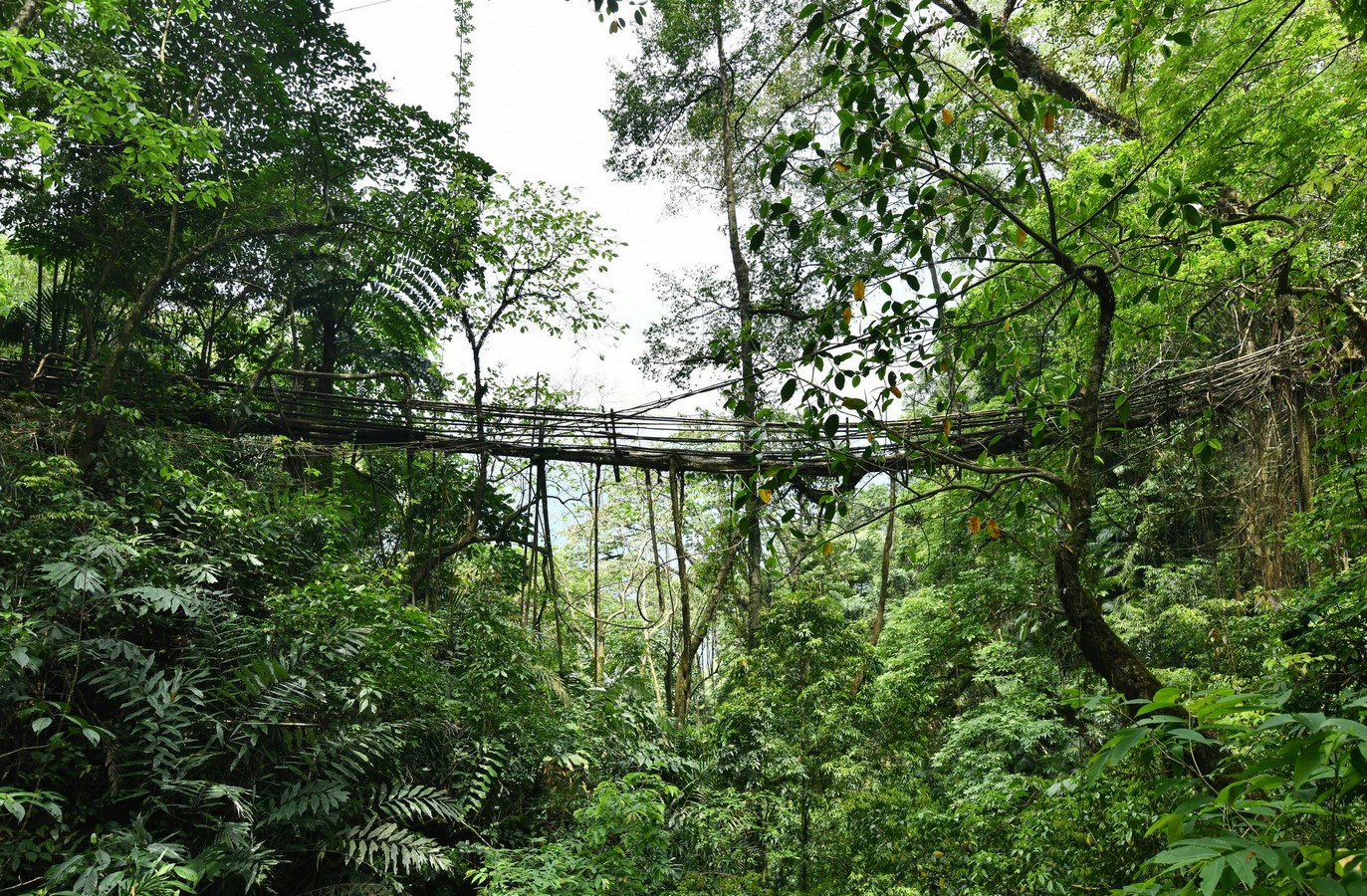 What if Trees Were Architects Designing with Nature’s Logic-Sheet10