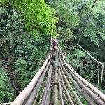 What if Trees Were Architects Designing with Nature’s Logic-Sheet11