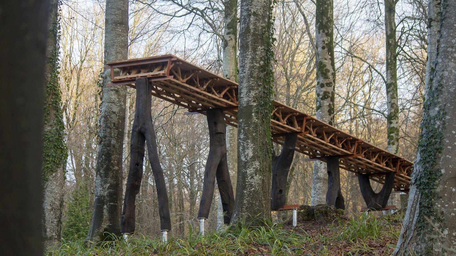 What if Trees Were Architects Designing with Nature’s Logic-Sheet12