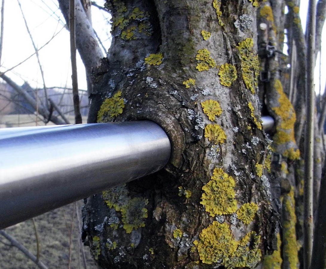What if Trees Were Architects Designing with Nature’s Logic-Sheet5