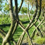What if Trees Were Architects Designing with Nature’s Logic-Sheet6