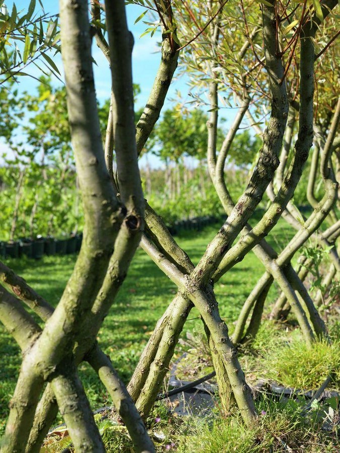 What if Trees Were Architects Designing with Nature’s Logic-Sheet6