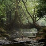 What if Trees Were Architects Designing with Nature’s Logic-Sheet7