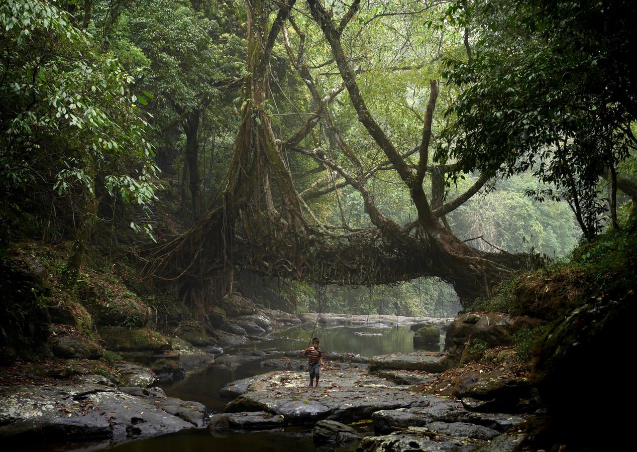 What if Trees Were Architects Designing with Nature’s Logic-Sheet7