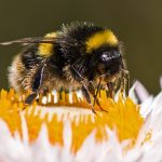 Nature as the Model for Sustainable Architecture-Sheet6